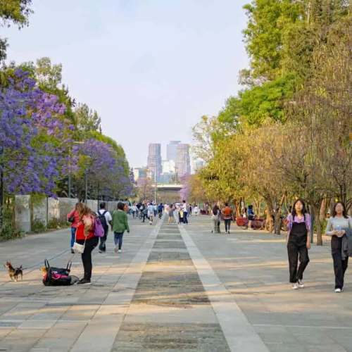 Bosque de Chapultepec, CDMX